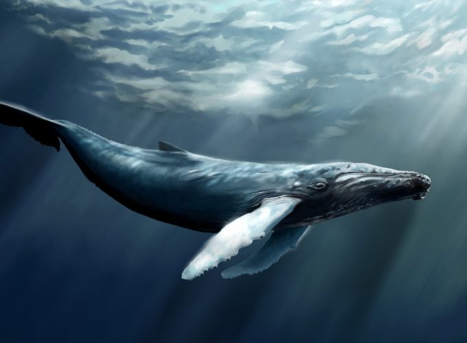 Wallpaper Whale, sea, ocean, water, underwater, diving, art, rays, World&2970411852